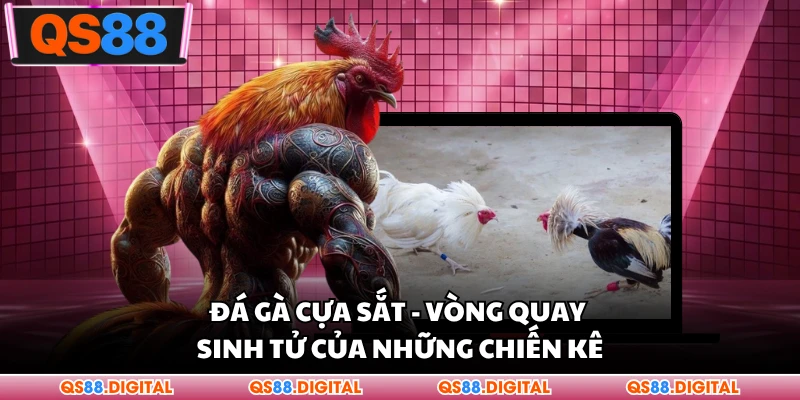 Đá Gà Cựa Sắt - Cuộc Chiến Sinh Tử Của Những Chiến Kê